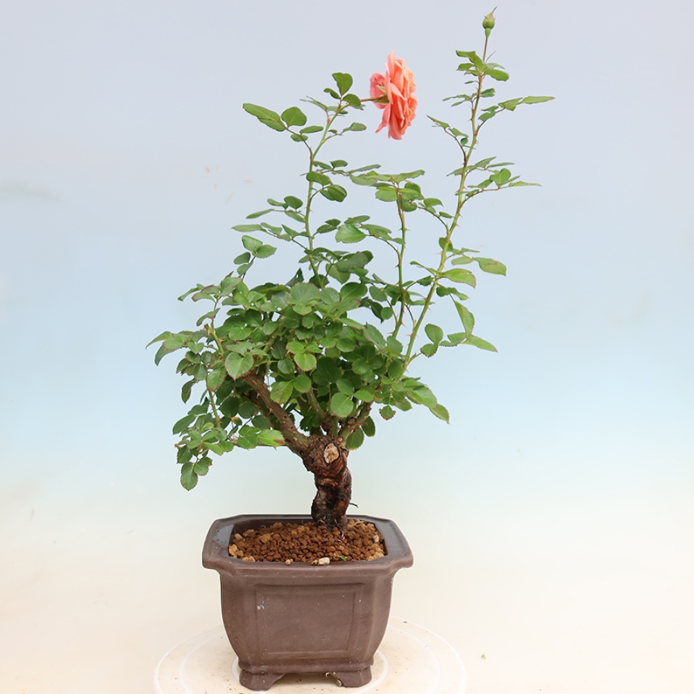 Bonsaï d'extérieur - Rosa Kordes - rose