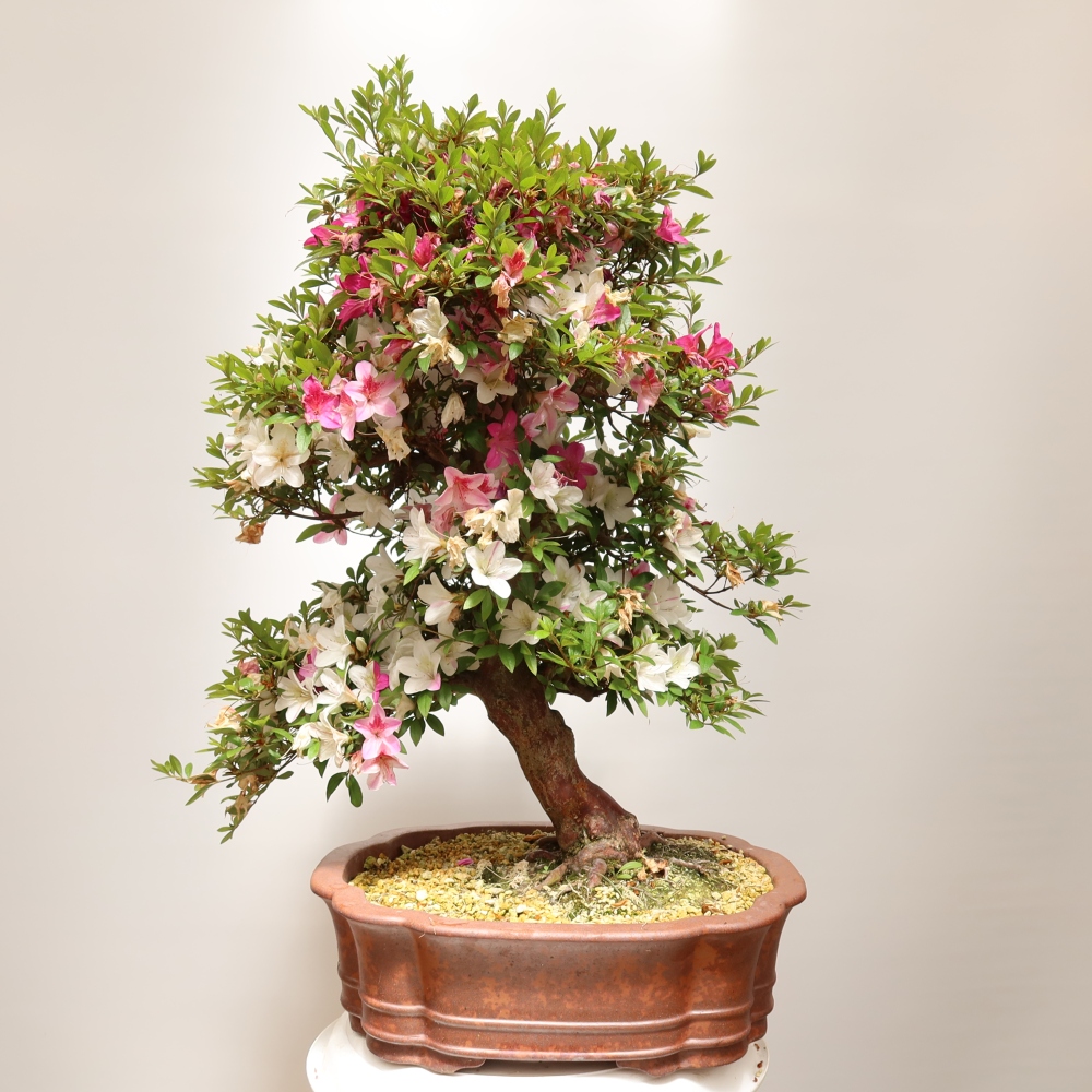 Bonsaïs d'extérieur - Azalée japonaise - Azalea Shunen