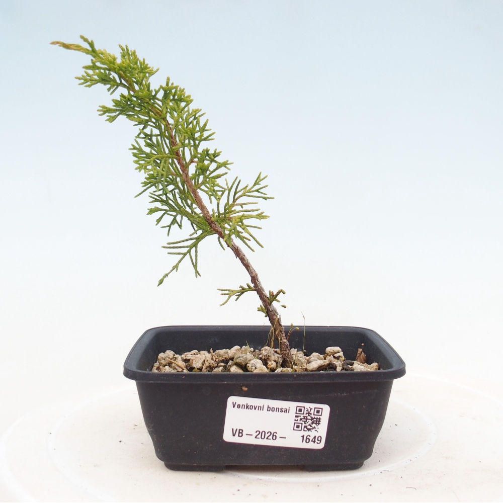Bonsaï d'extérieur - Juniperus chinensis Itoigawa