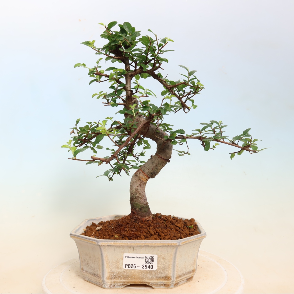 Bonsaï de chambre - Ulmus parvifolia - Orme à petites feuilles