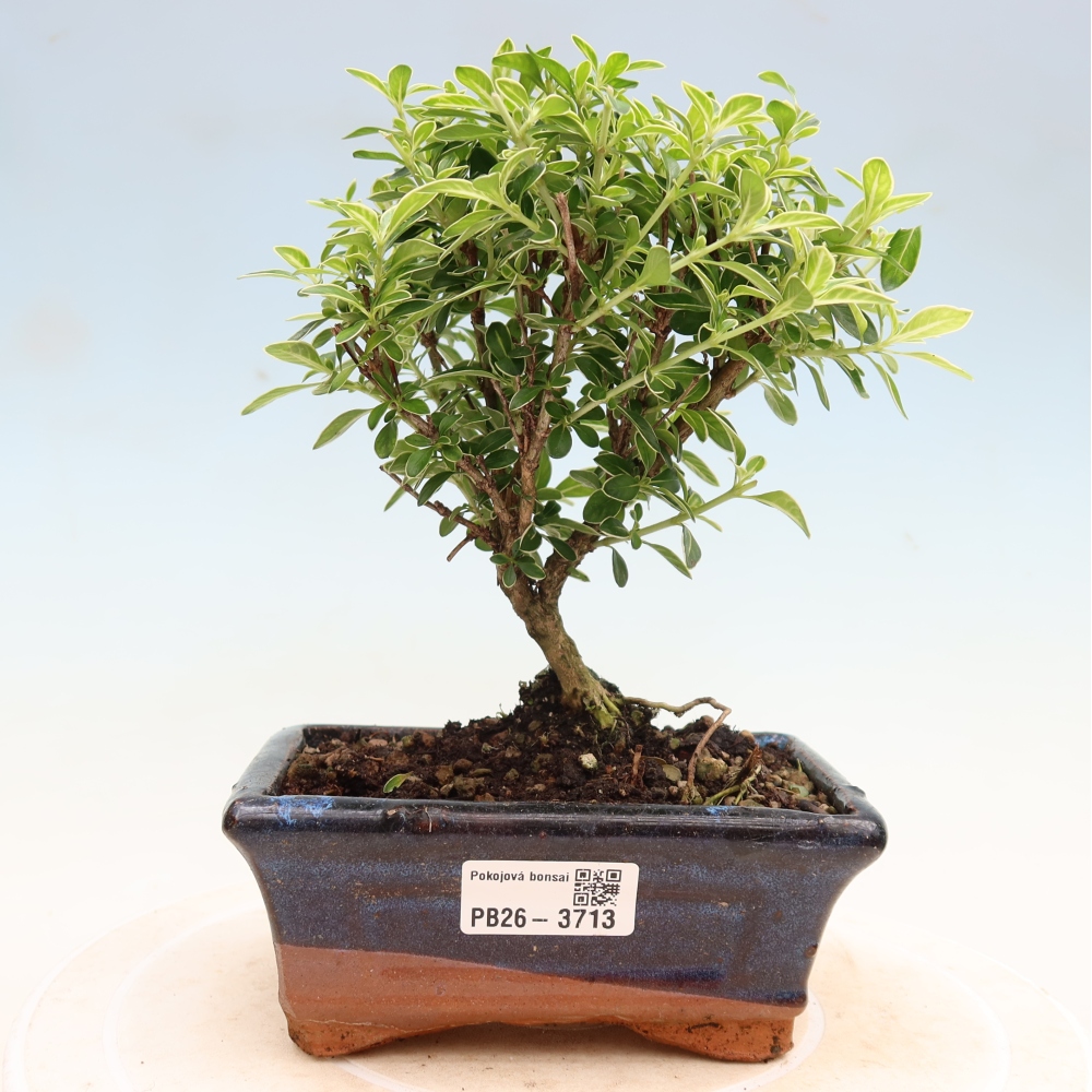 Salle bonsaï - Serissa foetida Variegata - Arbre aux mille étoiles