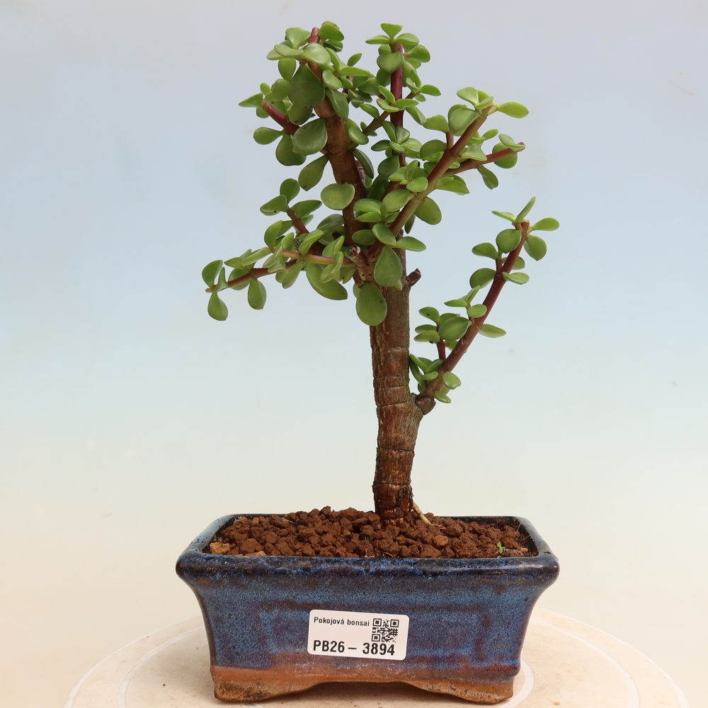 Bonsaï de chambre - Portulakaria Afra - Tlustice