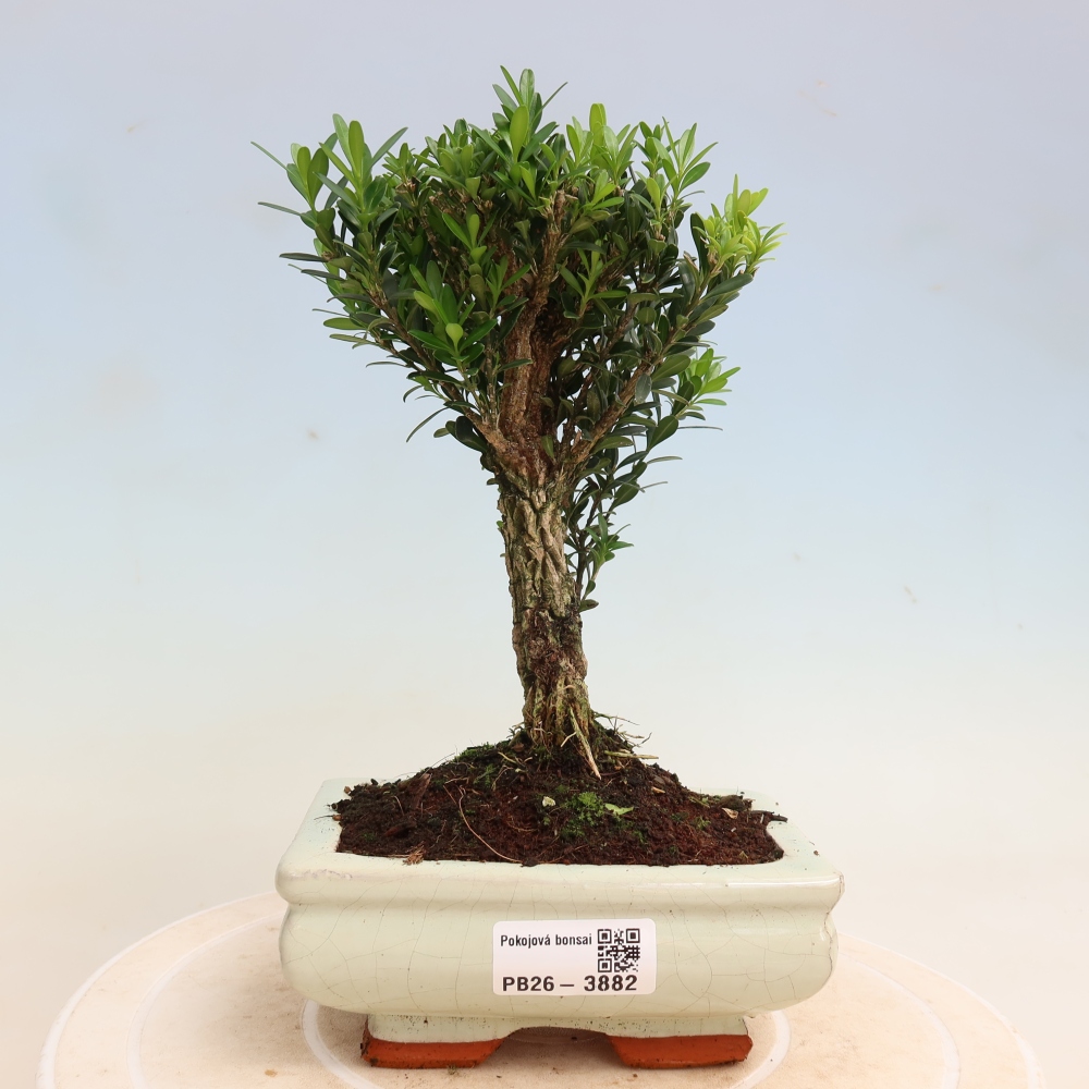 Bonsaï de chambre - Buxus harlandii - buxus liège
