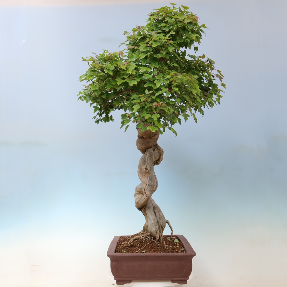 Bonsaï d'extérieur - Acer Buergerianum - Burger Maple