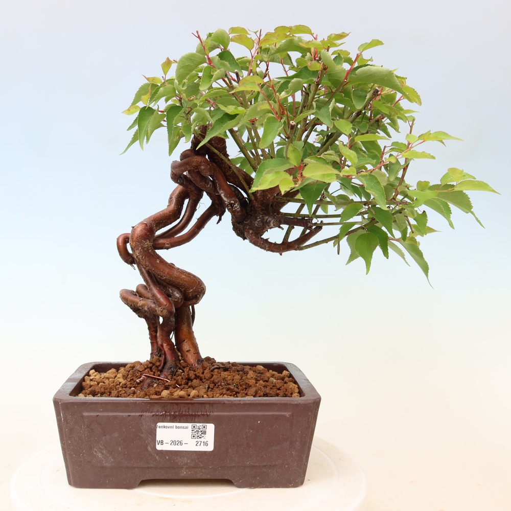 Bonsaï d'extérieur - Abricotier japonais - Prunus Mume