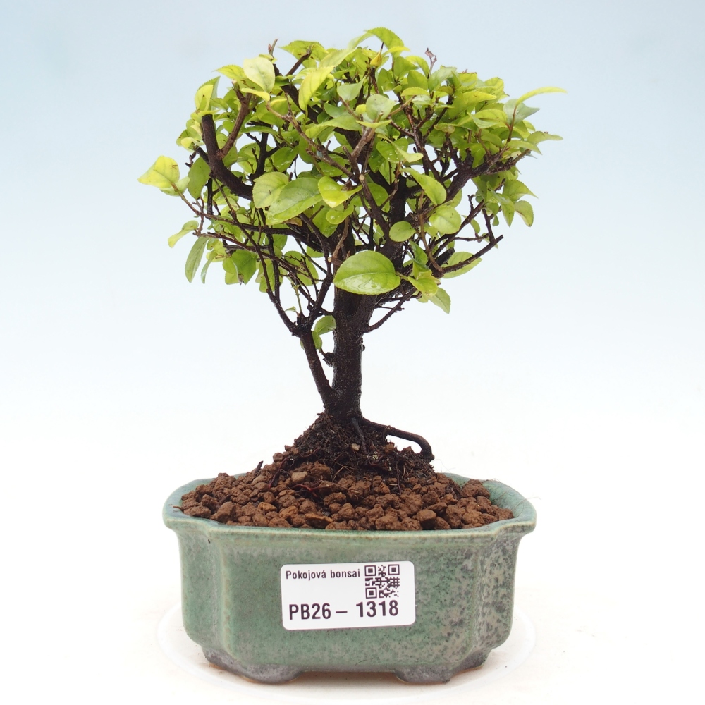 Bonsaï de chambre - Sageretia thea - Sageretia thea