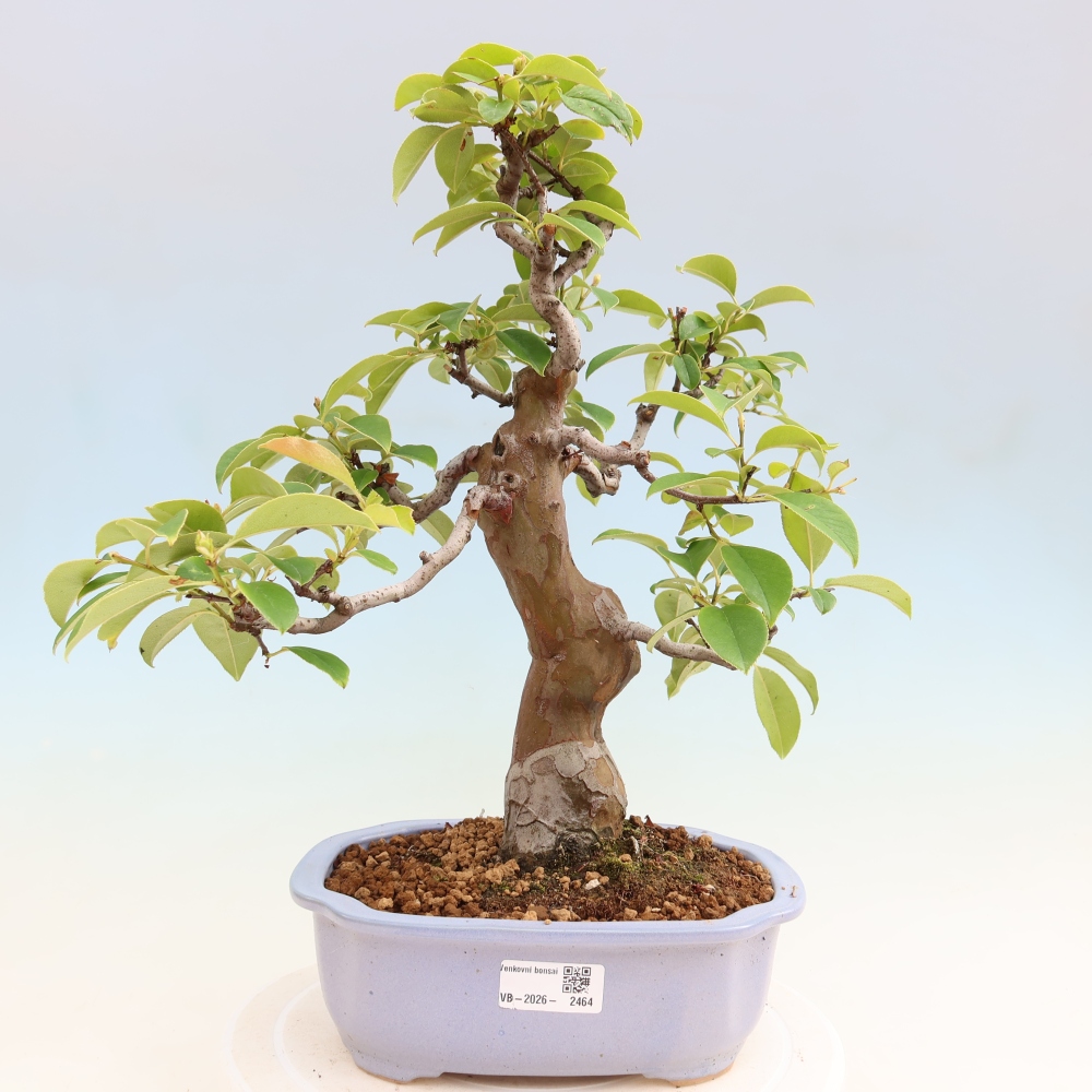 Bonsaï d'extérieur - Pseudocydonia sinensis - cognassier chinois
