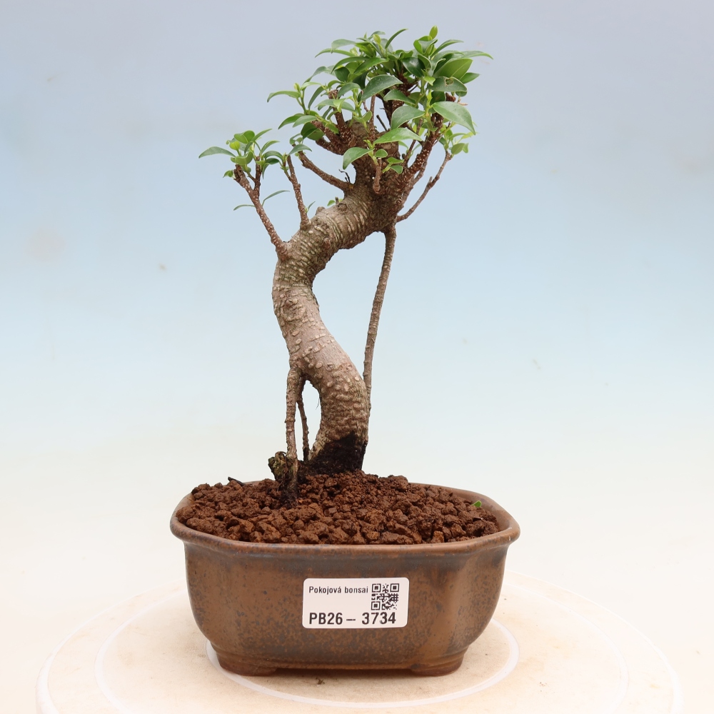 Salle bonsaï - Ficus kimmen - ficus à petites feuilles