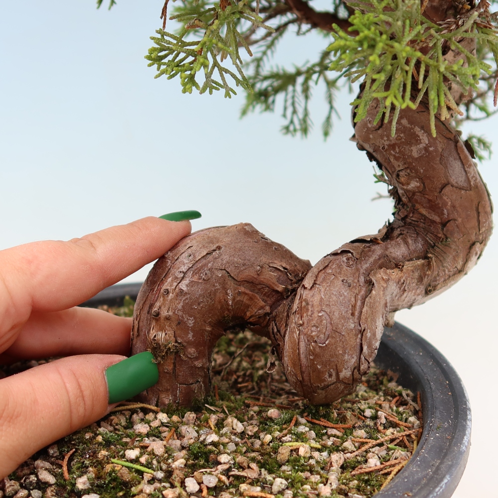 Bonsaï d'extérieur - Juniperus chinensis Itoigawa-Juniperus chinensis