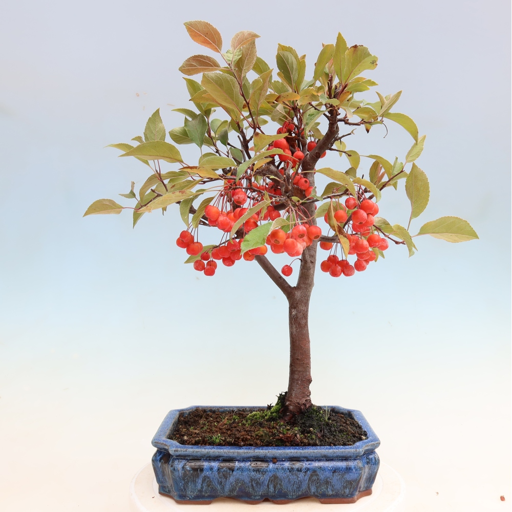 Bonsaï d'extérieur -Malus domestica - Pommier à petits fruits et à feuilles rouges
