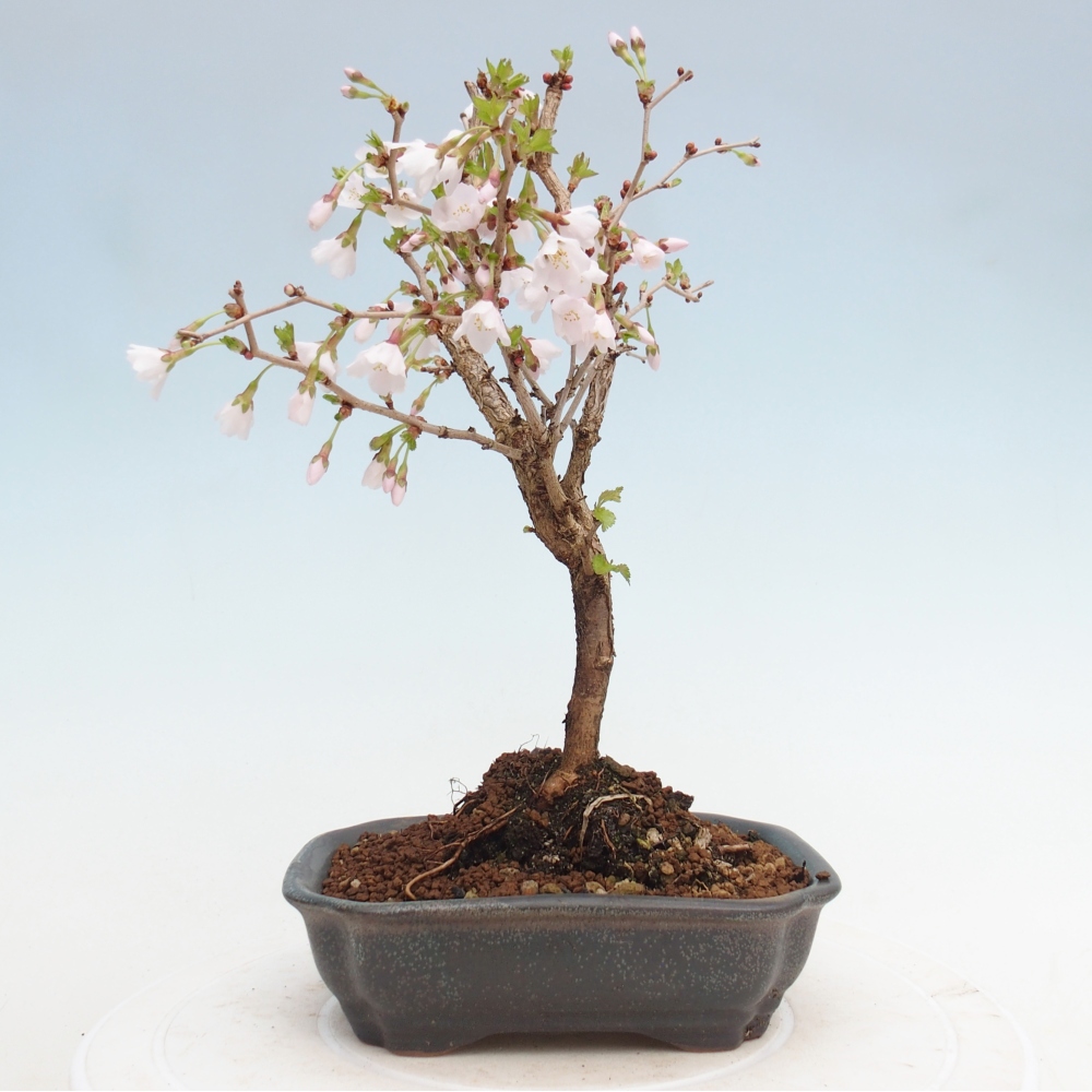 Bonsaï d'extérieur - Prunus incisa Kojou-no mai-Plivon découpé