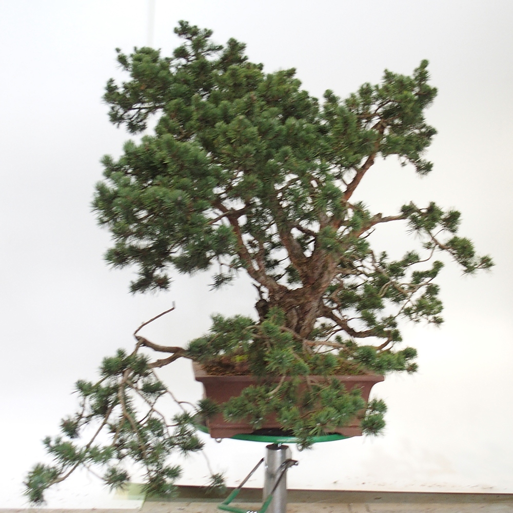 Yamadori - Pinus sylvestris Espagne