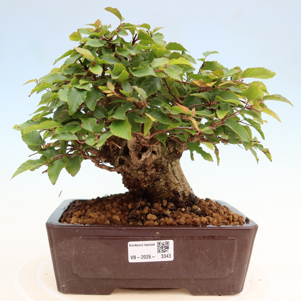 Bonsaï d'extérieur -Carpinus Coreana - Charme de Corée