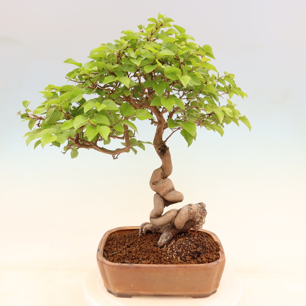 Bonsaï d'extérieur -Carpinus Coreana - Charme de Corée