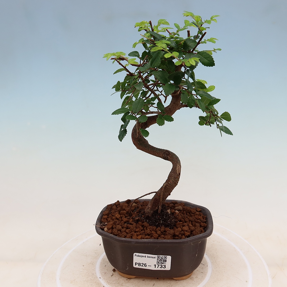 Bonsaï de chambre - Ulmus parvifolia - Orme à petites feuilles