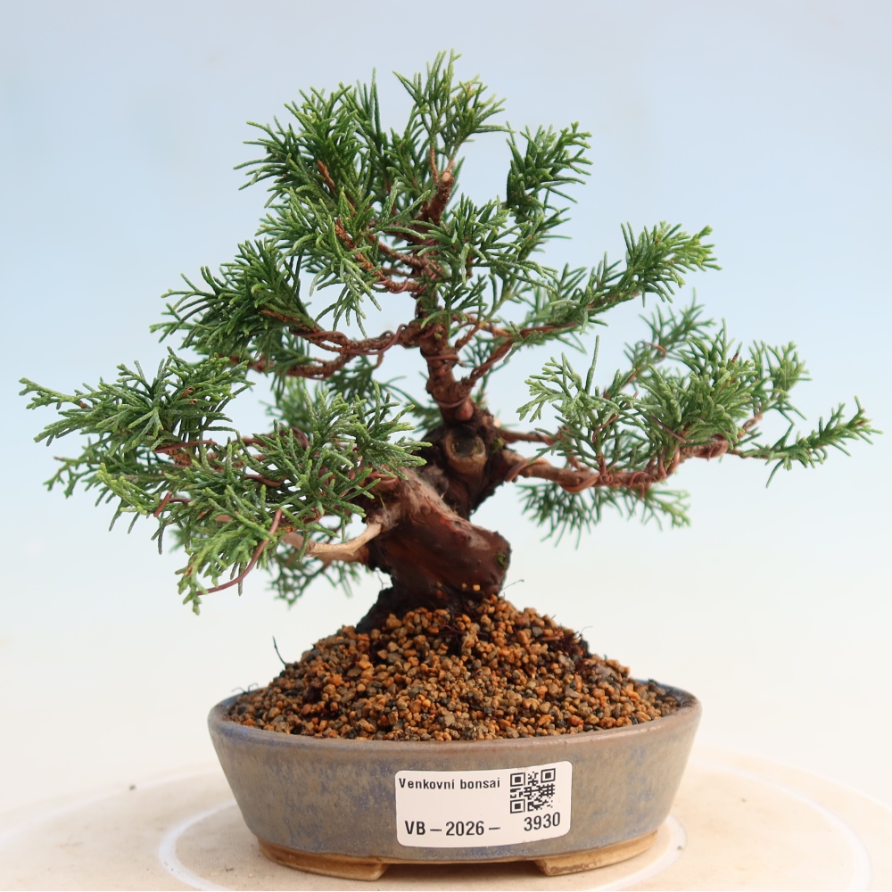 Bonsaï d'extérieur - Juniperus chinensis Itoigawa