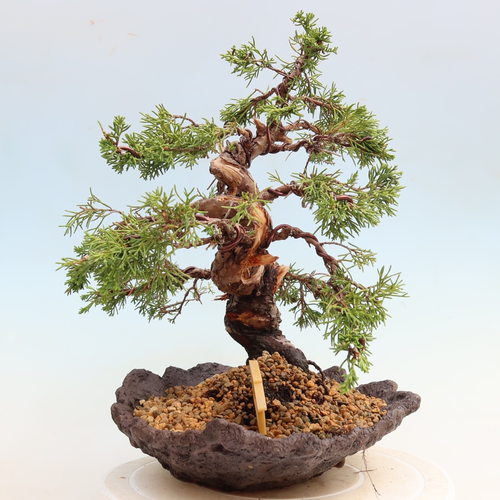 Bonsaï d'extérieur - Juniperus chinensis Itoigawa-Juniperus chinensis