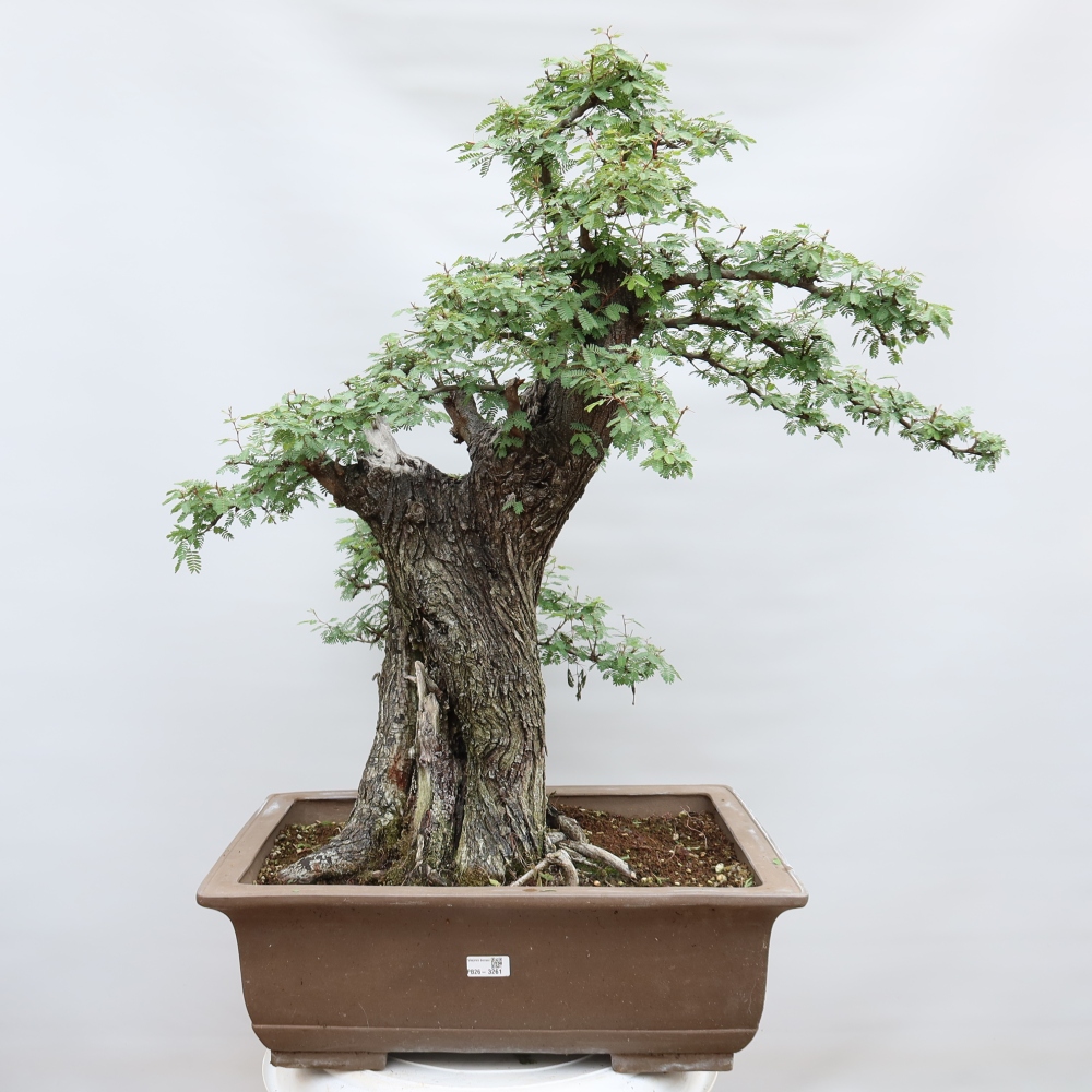 Bonsaï de chambre - Acacias Arabica