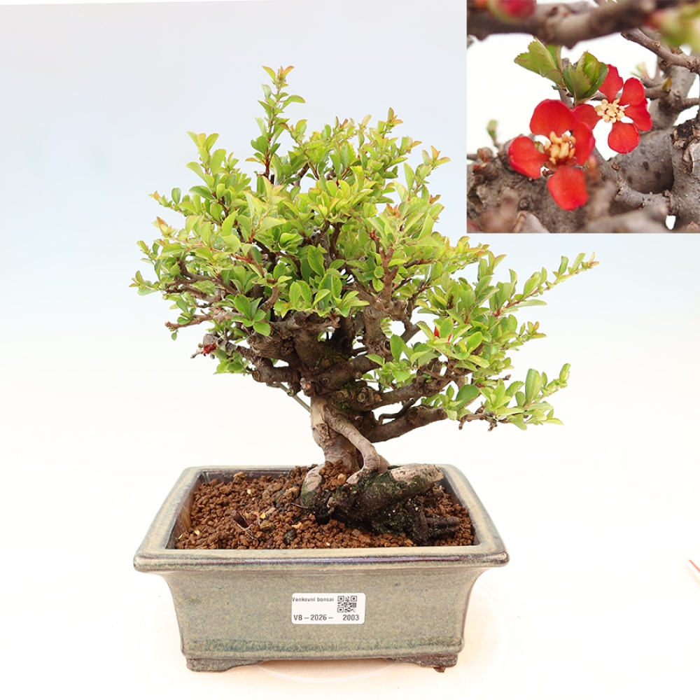Bonsaï d'extérieur - Chaneomeles speciosa Chojubai