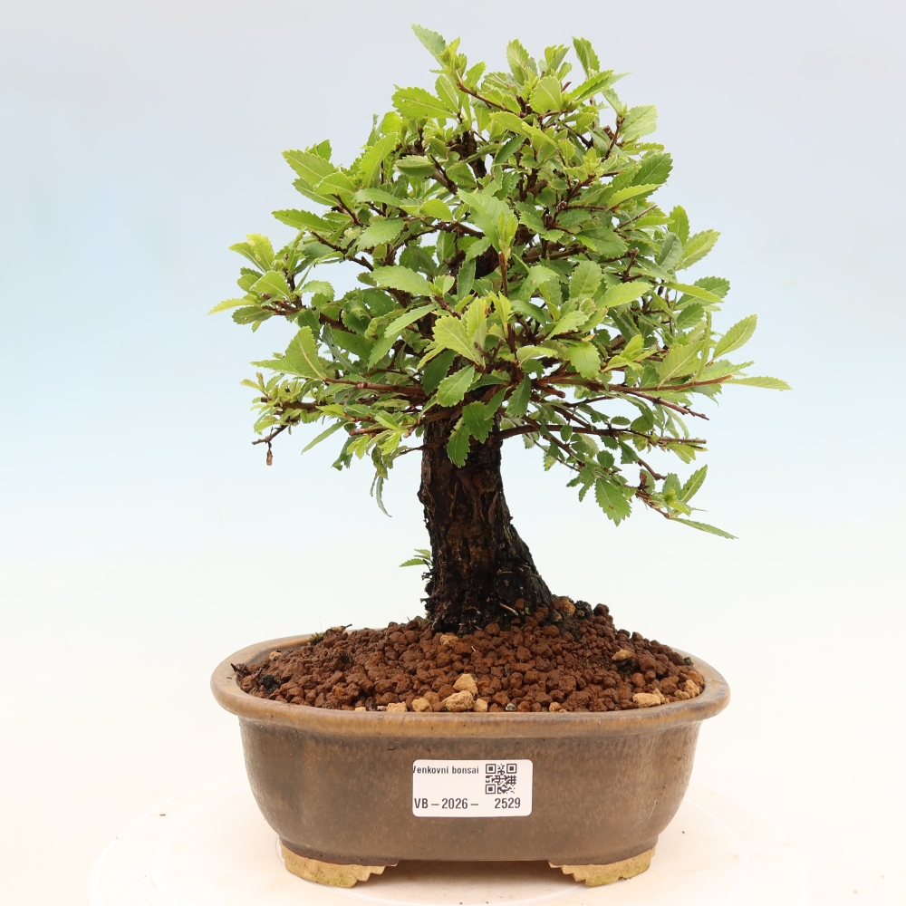 Bonsaï d'extérieur - Zelkova - Zelkova NIRE