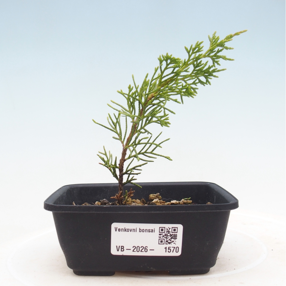 Bonsaï d'extérieur - Juniperus chinensis Itoigawa