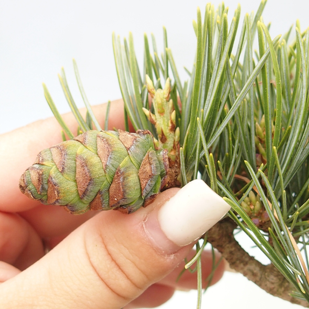 Bonsaï d'extérieur - Pinus parviflora - Pinus parviflora
