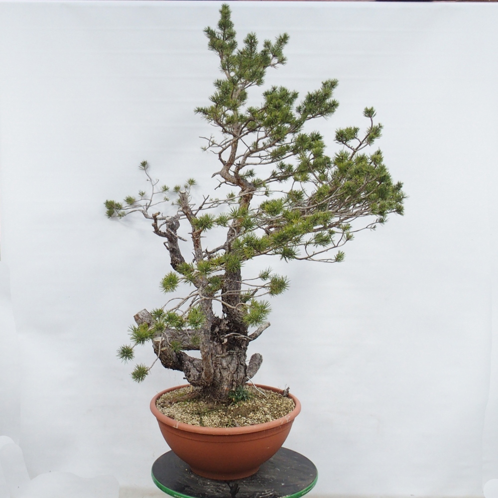 Yamadori - Pinus sylvestris Espagne