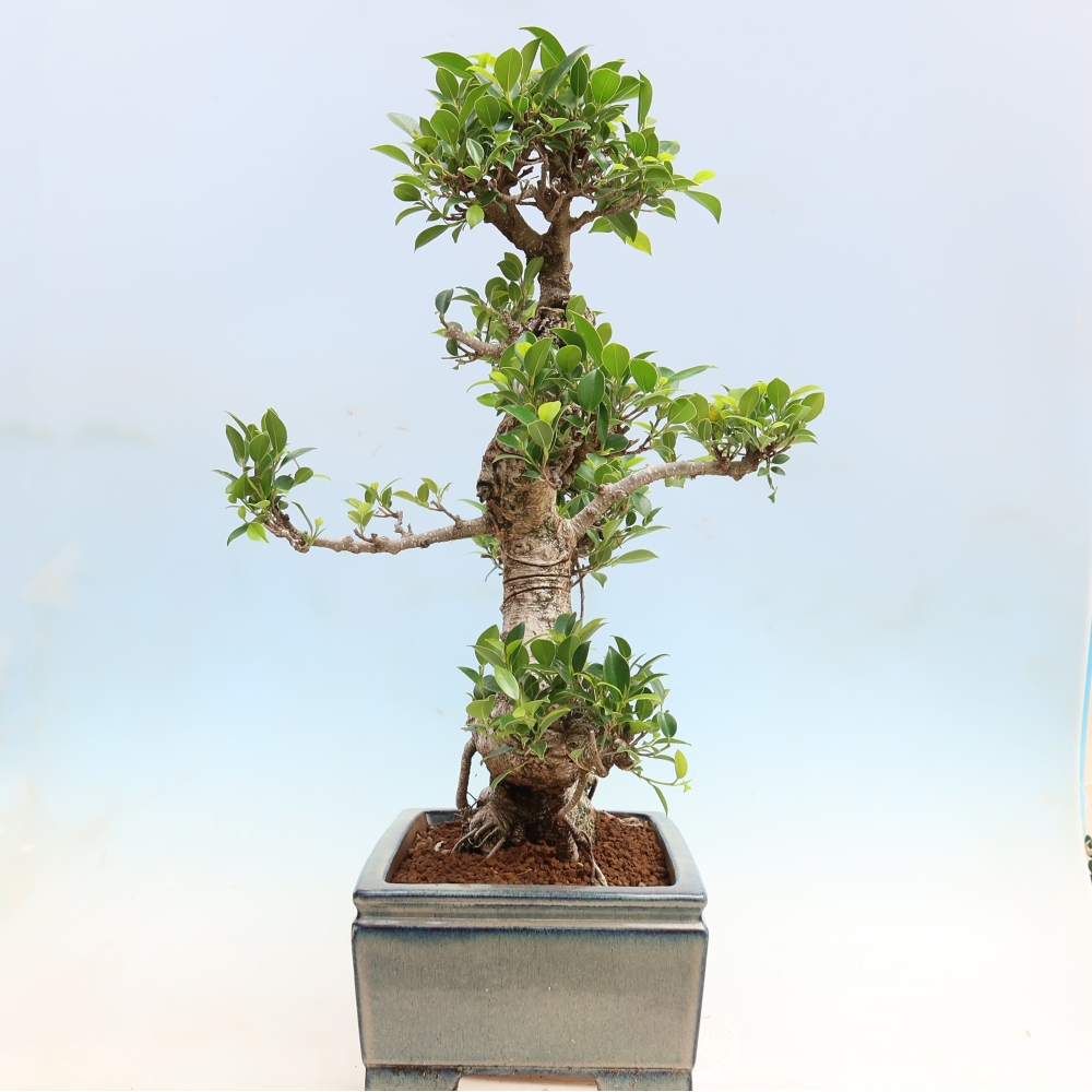 Salle bonsaï - Ficus kimmen - ficus à petites feuilles