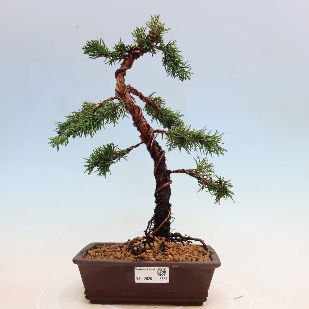 Bonsaï d'extérieur - Juniperus chinensis Kishu