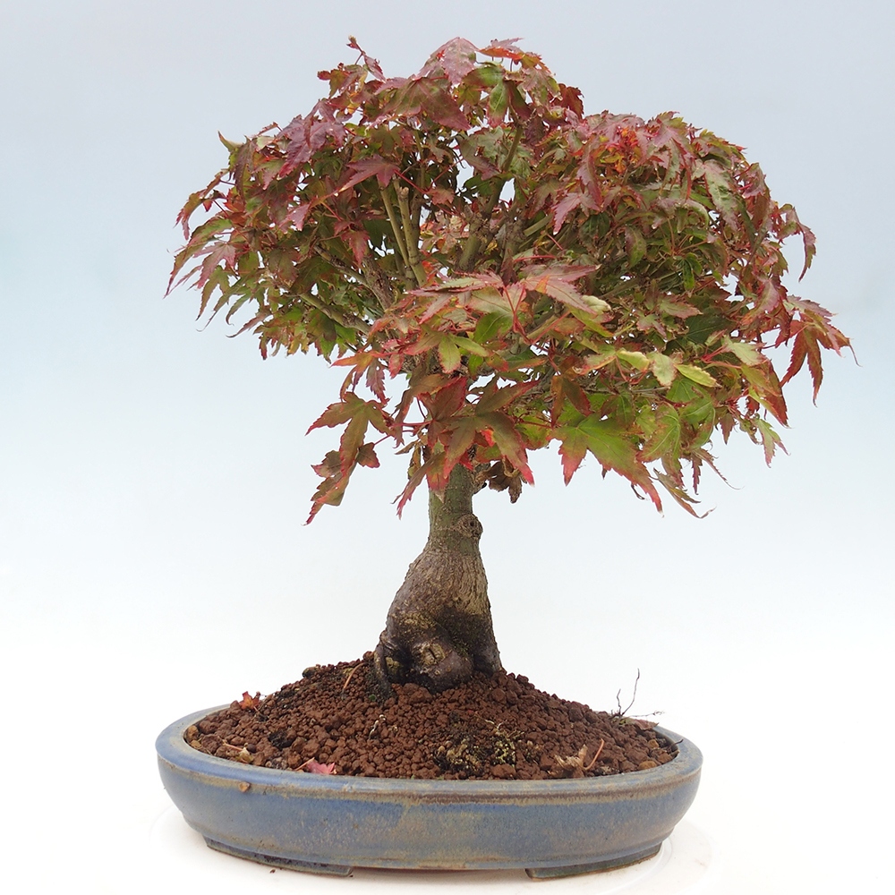 Acer palmatum KIOHIME - Érable palmé