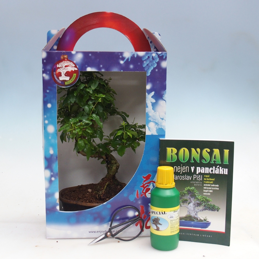 Bonsaï de chambre en boîte cadeau Ligustrum chinensis - Bec d'oiseau