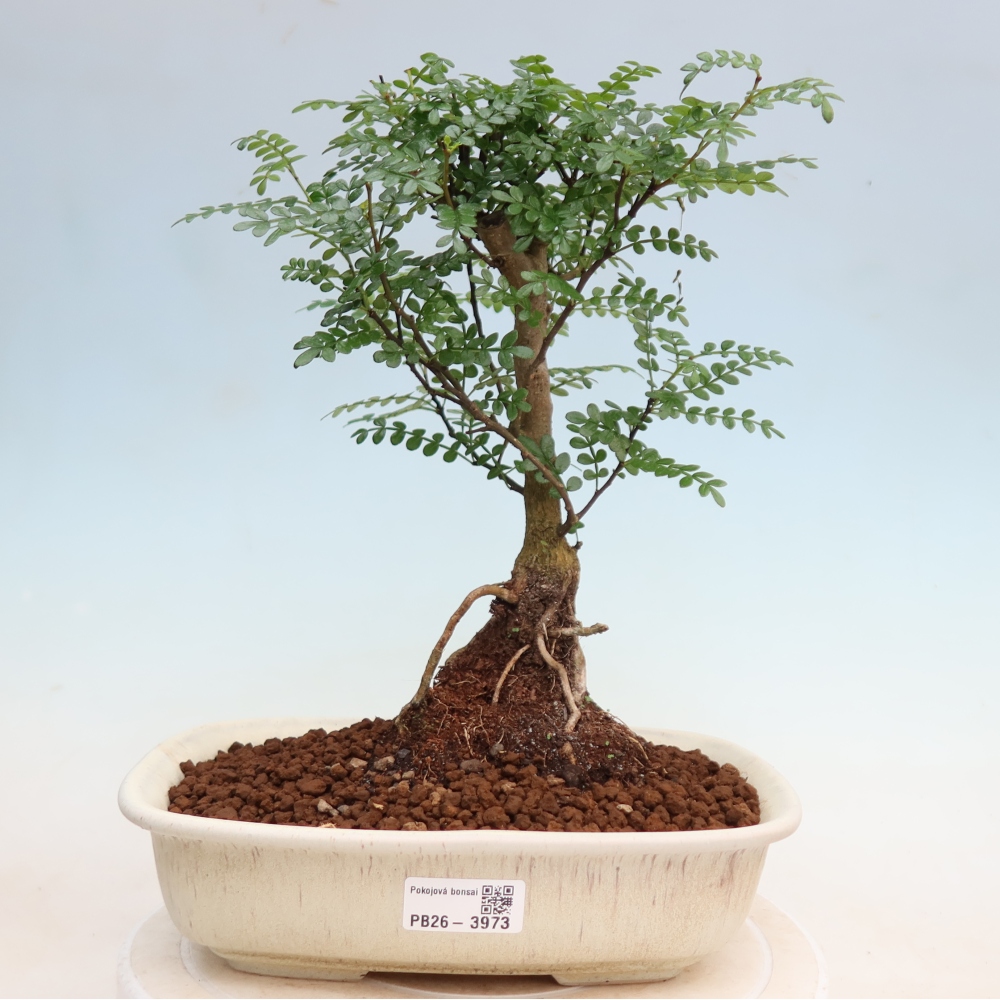Salle bonsaï - Zantoxylum piperitum - arbre à poivre