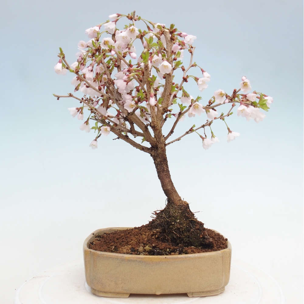 Bonsaï d'extérieur - Prunus incisa Kojou-no mai-Plivon découpé
