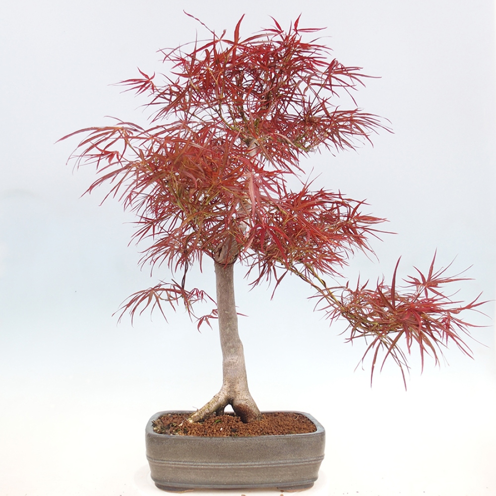 Bonsaï d'extérieur - Acer palmatum RED PYGMY