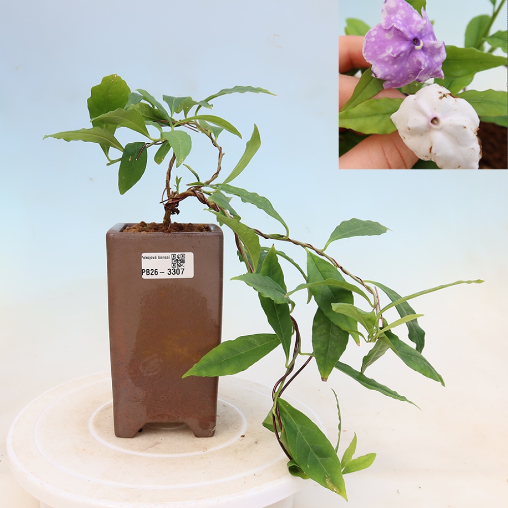 Bonsaï d'intérieur - Plante « melati costa » - Brunfelsia