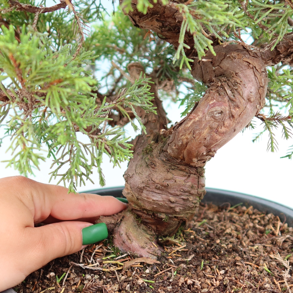 Bonsaï d'extérieur - Juniperus chinensis Itoigawa-Juniperus chinensis