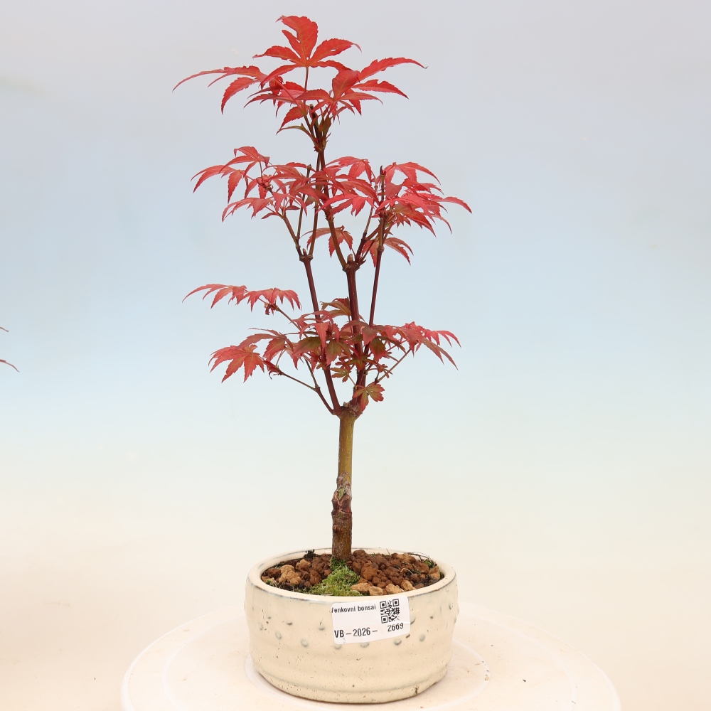Bonsaï d'extérieur - Acer palm. Atropurpureum-Javor palmate