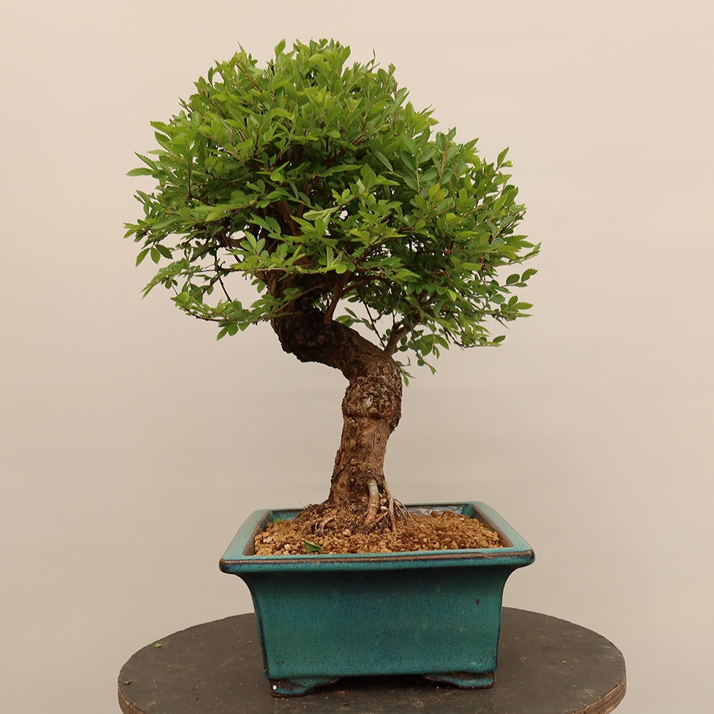 Bonsaï d'extérieur - Zelkova - Zelkova NIRE