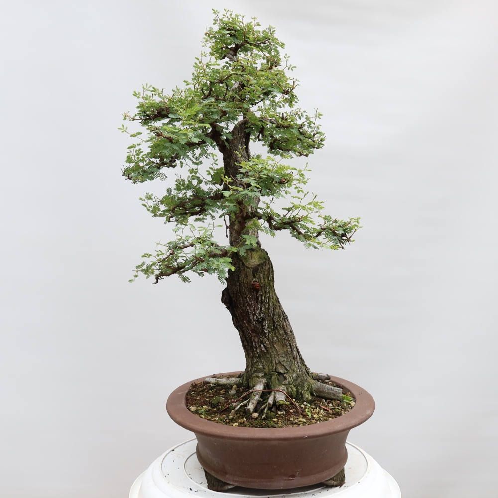 Bonsaï de chambre - Acacias Arabica