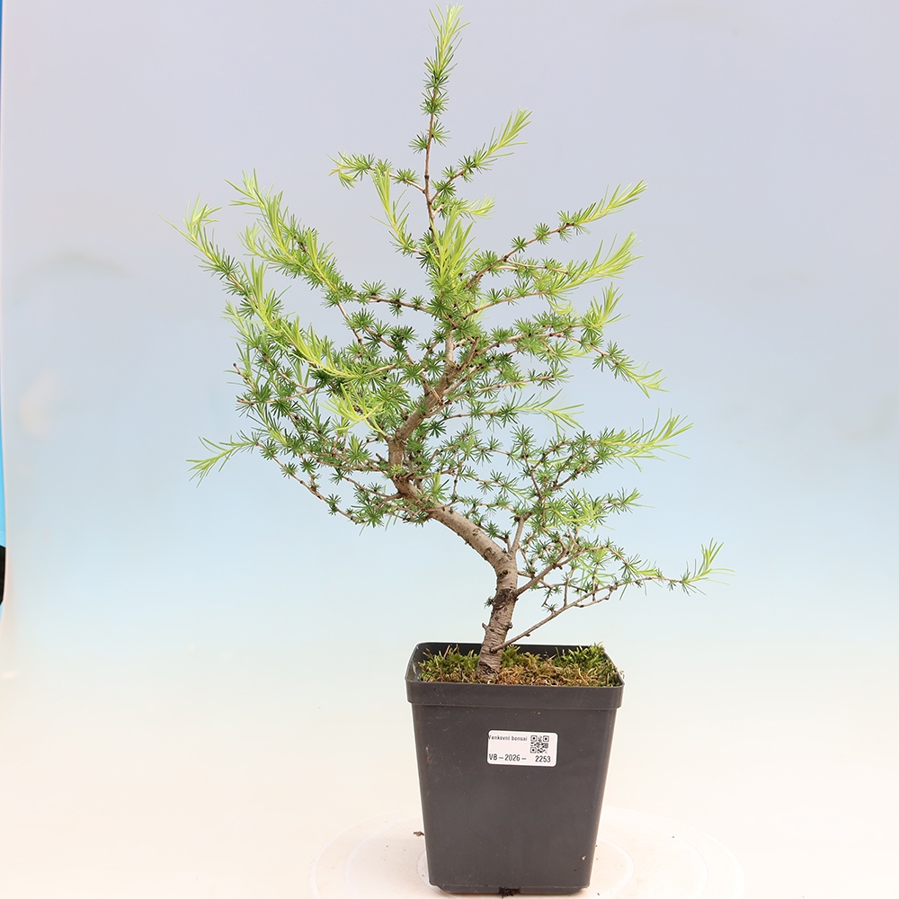Bonsaï d'extérieur -Larix decidua - Mélèze