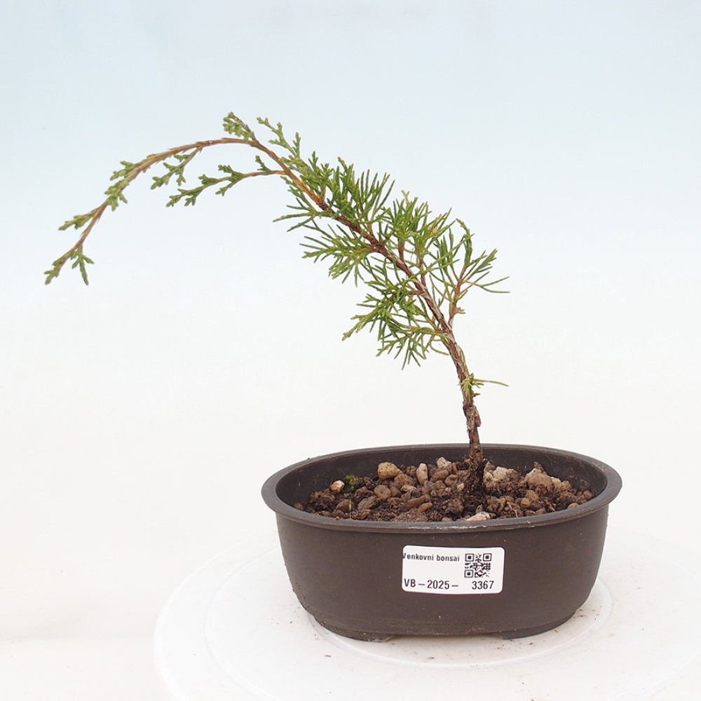 Bonsaï d'extérieur - Juniperus chinensis Itoigawa