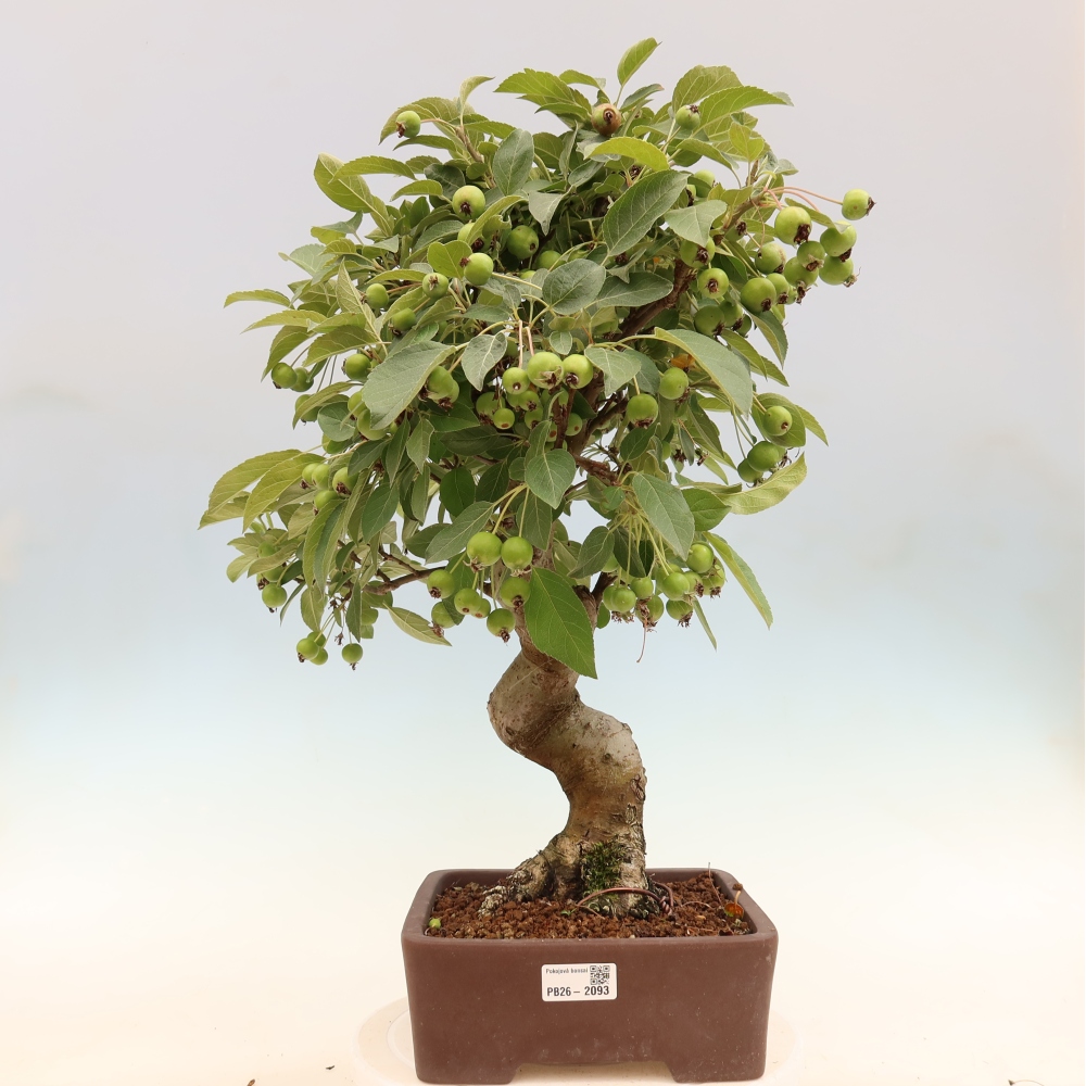 Bonsaï d'extérieur -Malus halliana - Pommier à petits fruits
