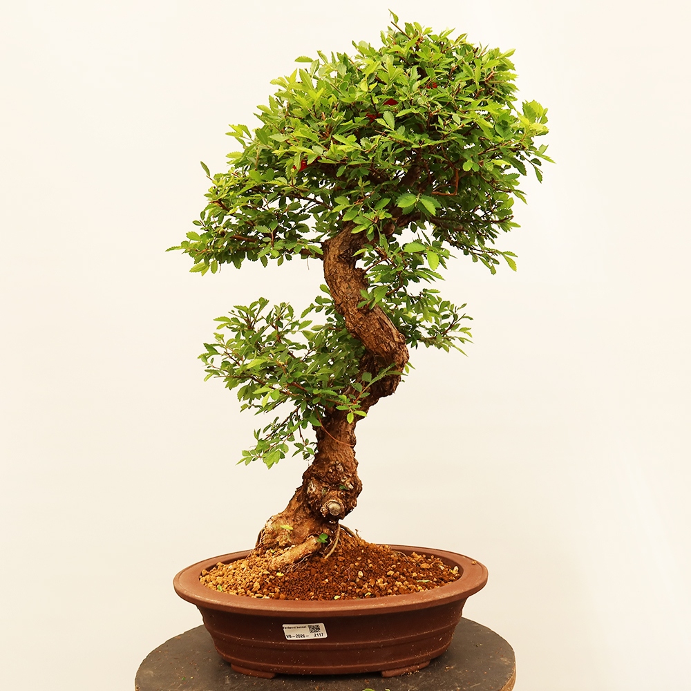 Bonsaï d'extérieur - Zelkova - Zelkova NIRE