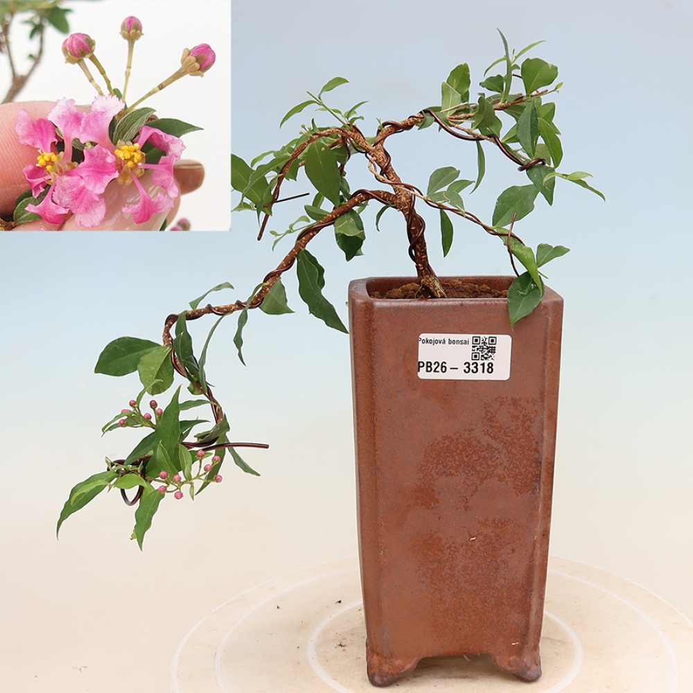 Bonsaï d'intérieur - Cerisier de la Barbade (Malpighia glabra) 