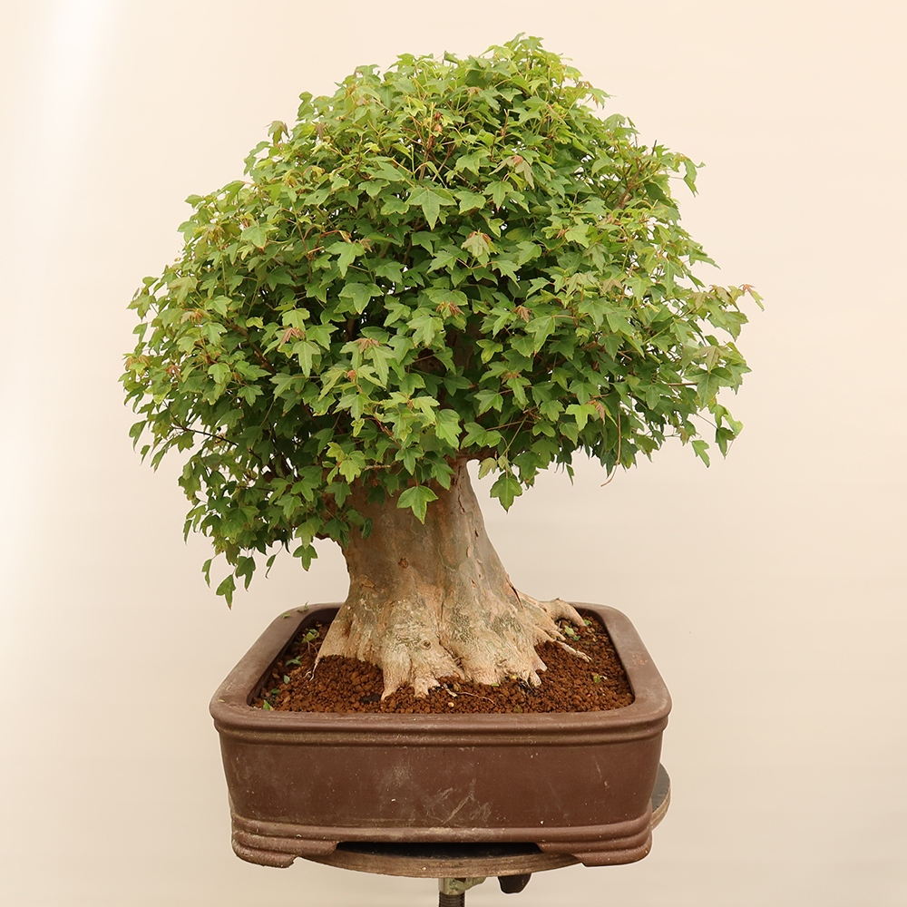 Bonsaï d'extérieur - Maple Burger - Acer Burgerianum