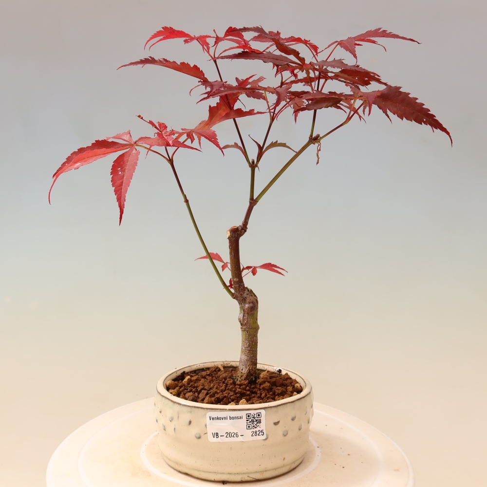 Bonsaï d'extérieur - Acer palm. Atropurpureum-Javor palmate
