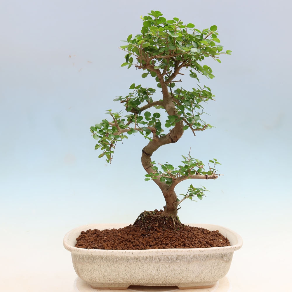 Bonsaï de chambre -Ligustrum retusa - bec d'oiseau à petites feuilles