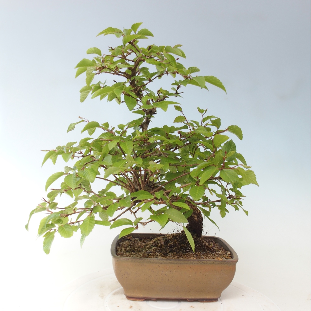 Bonsaï d'extérieur -Carpinus CARPINOIDES - Charme de Corée