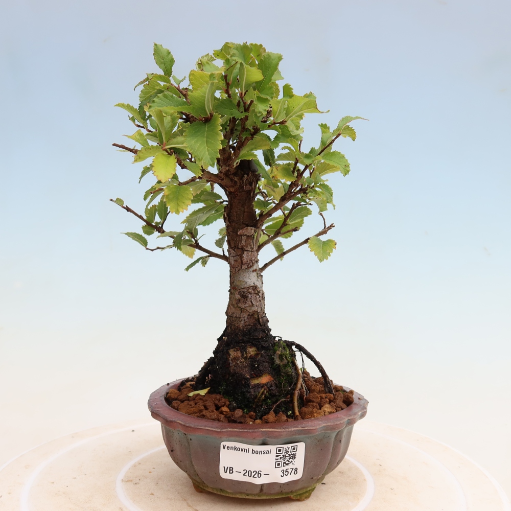 Bonsaï d'extérieur - Zelkova - Zelkova NIRE