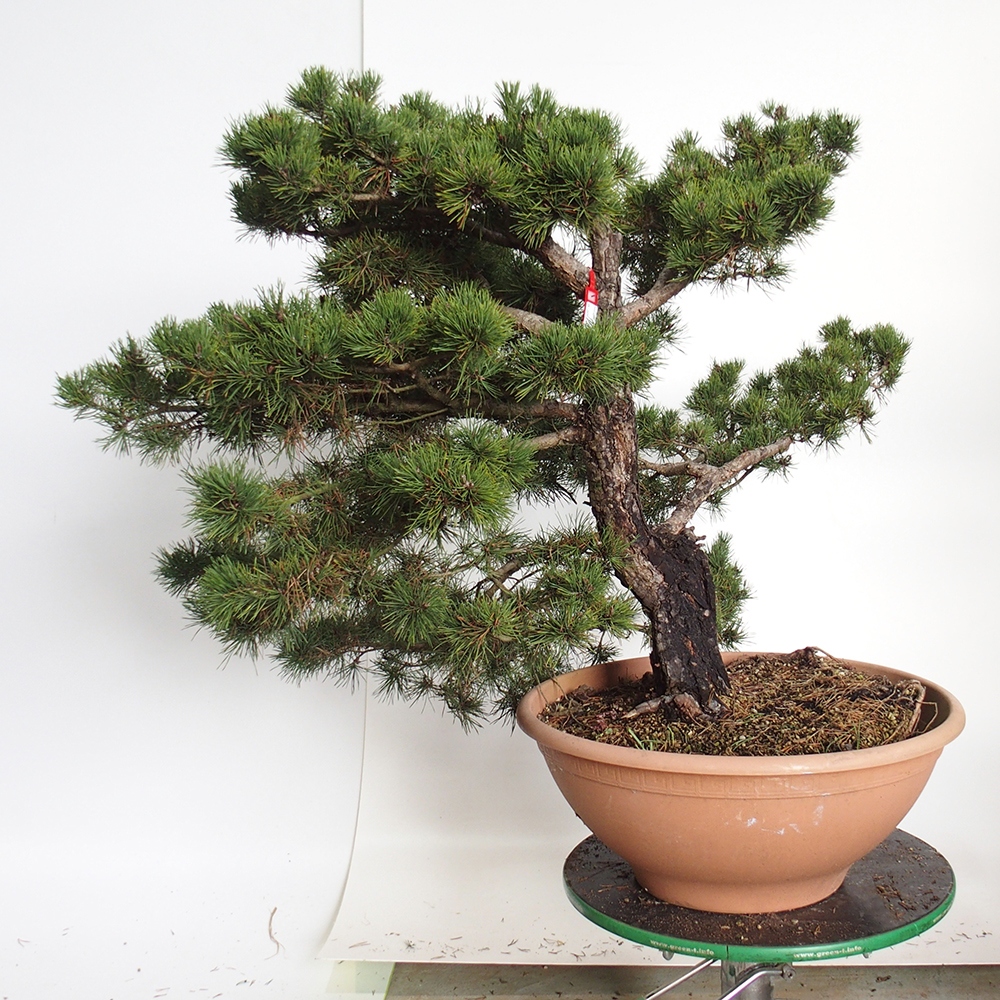 Yamadori - Pinus sylvestris Espagne